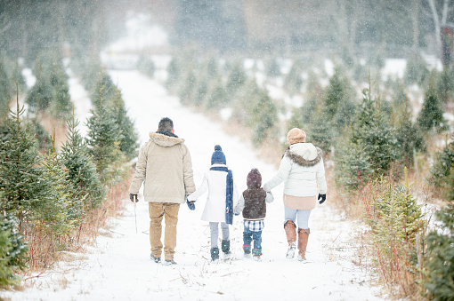 A cute little family walks through a snowy Christmas tree farm. They are all holding hands and are dressed warmly.
