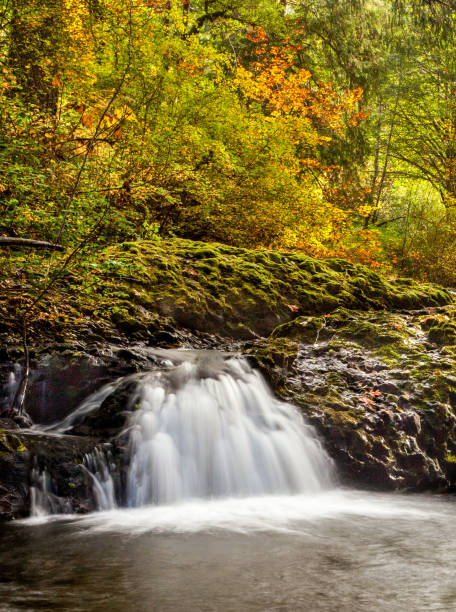 A small cascade flowing in Silver Falls State Park in autumn, Oregon, USA
