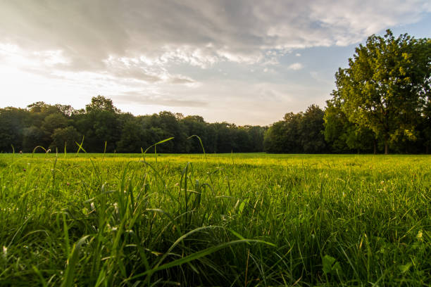 England Park with green grass