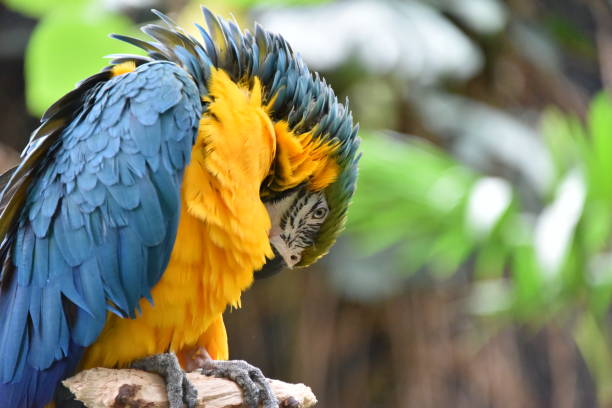 istock Blue-and-yellow macaw grooming his feathers 1065600312