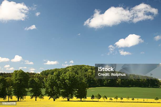 Resorte Scence Con Campo De Colza Foto de stock y más banco de imágenes de Agricultura - Agricultura, Aire libre, Ajardinado