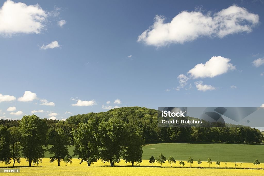 Primavera Scence com campo de colza - Foto de stock de Agricultura royalty-free