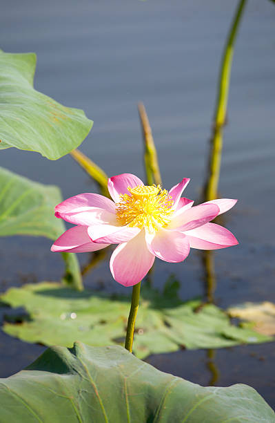 istock Beautiful flowers of a lotus 106560197