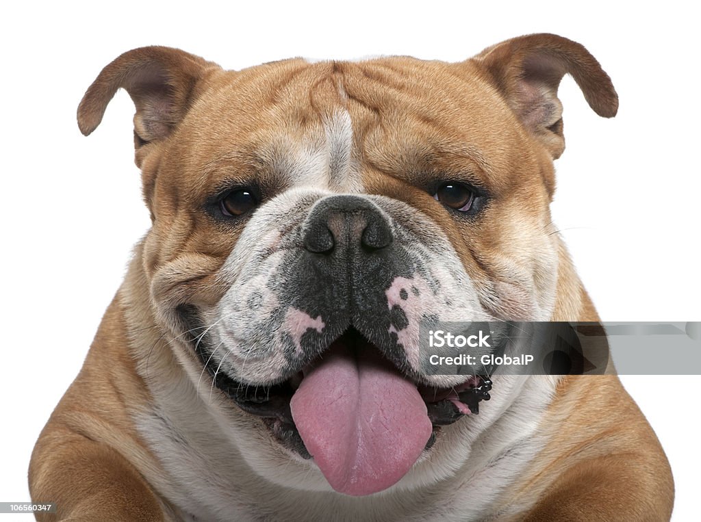 Close-up of English Bulldog, 18 months old.  White Background Stock Photo