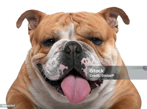 Closeup Of English Bulldog 18 Months Old Stock Photo - Download Image Now - White Background, Bulldog, Canine - Animal