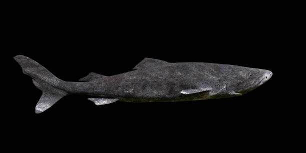 istock Greenland shark isolated on black background, Somniosus microcephalus side view 1065603732
