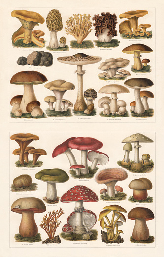 Edible mushrooms, top: 1) Saffron milk cap (Lactarius deliciosus); 2) Morel (Morchella esculenta); 3) Ramaria aurea (or Clavaria flava); 4) Gyromitra esculenta (or Helvella esculenta); 5) Golden chanterelle (Cantharellus cibarius); 6) Périgord truffle (Tuber melanosporum); 7) Sweet tooth (Hydnum repandum); 8) Slippery jack (Suillus luteus, or Boletus luteus); 9) Penny bun (Boletus edulis); 10) The Miller (Clitopilus prunulus, or Agaricus prunulus); 11) Parasol mushroom (Macrolepiota procera, Lepiota procera or Agaricus procerus); 12) Meadow mushroom (Agaricus campestris); 13) Birch bolete (Leccinum scabrum, or Boletus scaber). Toxic mushrooms, bottom: 1) False chanterelle (Hygrophoropsis aurantiaca, or Cantharellus aurantiacus); 2) The Sickener (Russula emetica); 3) Death cap (Amanita phalloides, or Agaricus phalloides); 4) Earthball (Scleroderma citrinum, or Scleroderma aurantiacum); 5) Grass green russula (Russula aeruginea, or Russula furcata); 6) woolly milkcap (Lactarius  torminosus); 7) Bitter beech bolete (Caloboletus calopus, or Boletus pachypus); 8) Satan's bolete (Rubroboletus satanas, or Boletus Satanas); 9) Yellow stagshorn (Calocera viscosa); 10) Fly agaric (Amanita muscaria, or Agaricus muscarius); 11) Sulphur tuft (Hypholoma fasciculare, or Agaricus fascicularis); 12) Lurid bolete (Suillellus luridus, or Boletus luridus). Chromolithograph, published in 1897.