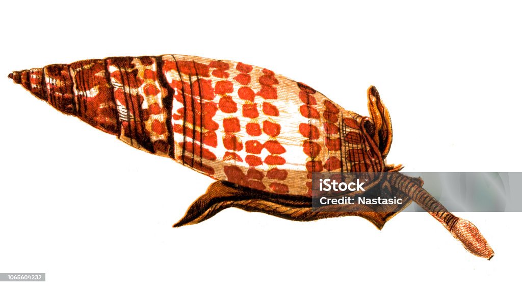 Mitra mitra, gemensamt namn de biskopliga Mitra, är en art av stora rovdjur havet snigel - Royaltyfri Akvatisk organism Illustrationer
