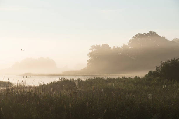 Foggy morning at Chincoteague Island, Virginia, USA