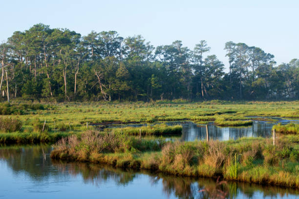 istock Marsh at Chincoteague Island 1065605470