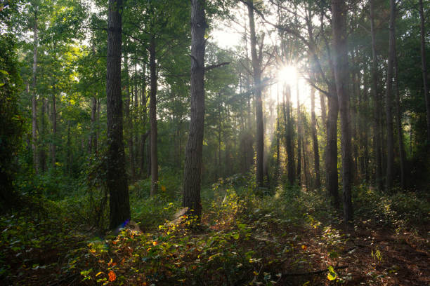 istock Sun shining through woodland 1065605558