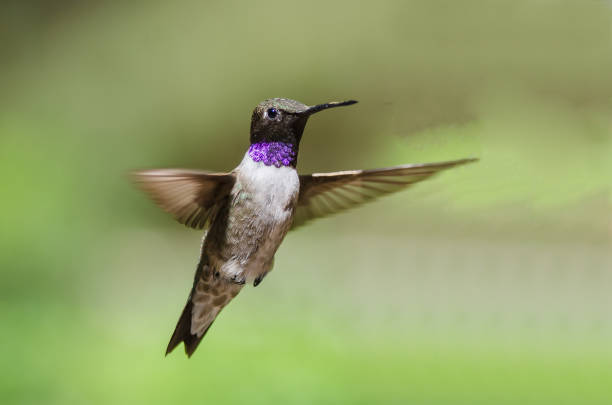 istock Black-Chinned Hummingbird with Throat Aglow While Hovering in Flight 1065608498