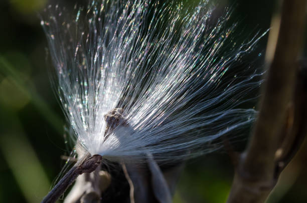 istock Delicate White Milkweed Seed Fibers Snagged on Autumn Branch 1065608614