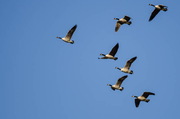 istock Flock of Canada Geese Flying in a Blue Sky 1065608728