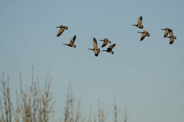 Flock of Canada Geese Flying Over the Wetlands
