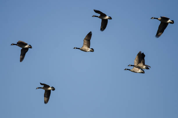 istock Flock of Canada Geese Flying in a Blue Sky 1065608884