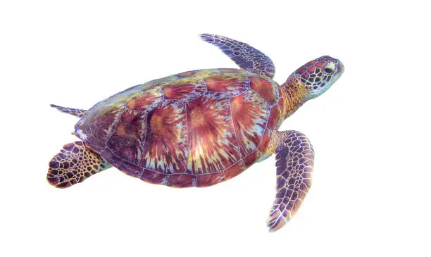 Photo of Sea turtle on white background. Marine tortoise isolated. Green turtle photo clipart.