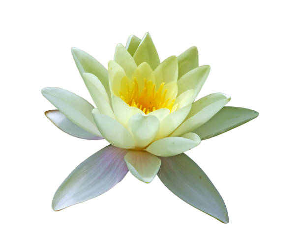 istock Flower of water lily 1065610584