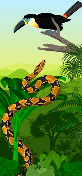 Vector Jungle rainforest vertical baner with channel-billed toucan and python boa constrictor Vector Jungle rainforest vertical baner with channel-billed toucan and python boa constrictor channel billed toucan stock illustrations