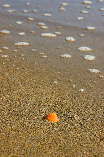 istock Close up orange seashell on sand beach. Sea background. 1065615786