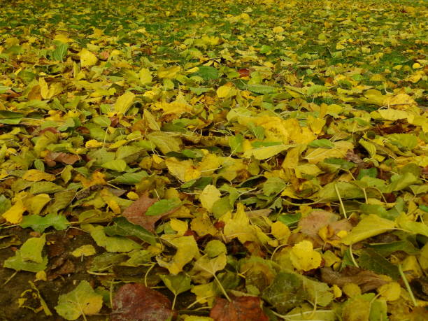 istock Alamo leaf soil in autumn 1065616566