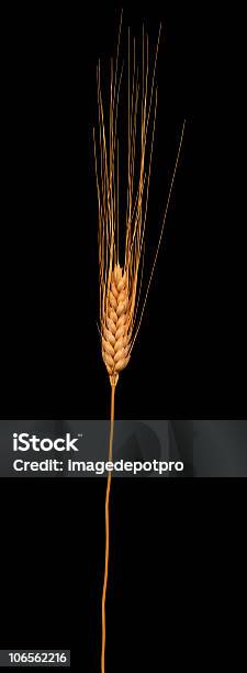 Orelha Trigo Isoladas - Fotografias de stock e mais imagens de Vertical - Vertical, Agricultura, Alimentação Saudável