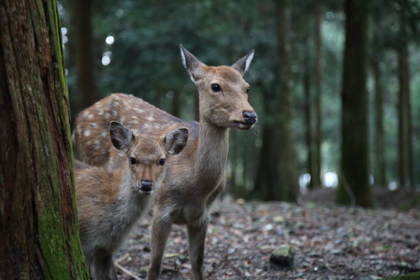 istock Deers, Kyoto, Japan 1065623572