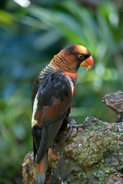 dusky lory this is a side view of a malabar parakeet black parrot stock pictures, royalty-free photos & images