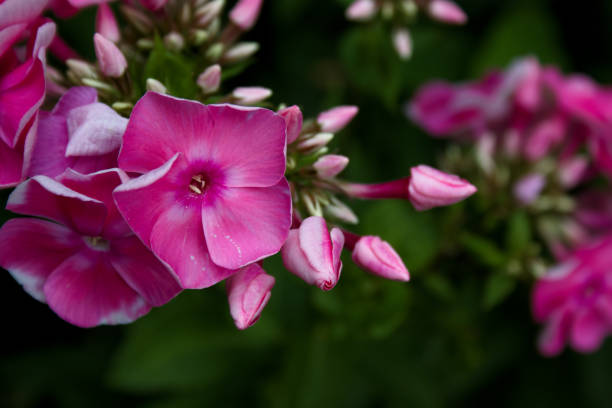 istock pink flowering plant 1065624260