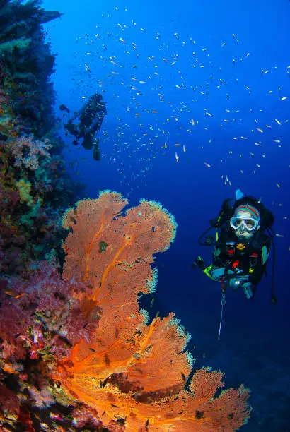 Wonderful underwater world with young woman scuba diving on a beautiful soft coral reef and a big colourful sea fan, Scuba Diver backdrop, in South Andaman, Thailand
