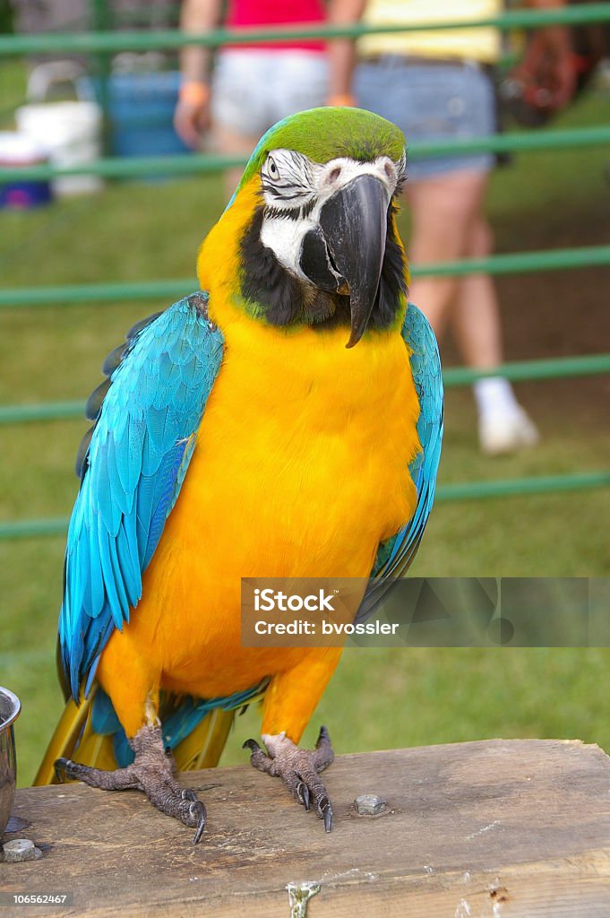 Wildy colorido guacamayo Parrot - Foto de stock de Amarillo - Color libre de derechos