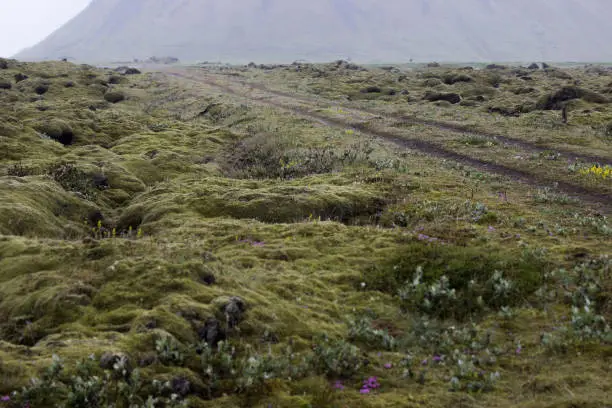 A fairytale-like track through a mossy field leading to a mountain rising in the background.