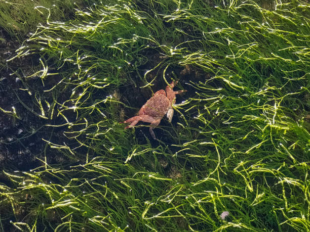 Crab alive in water Crab alive in water, Bean Hollow State Beach, California, USA bean hollow beach stock pictures, royalty-free photos & images
