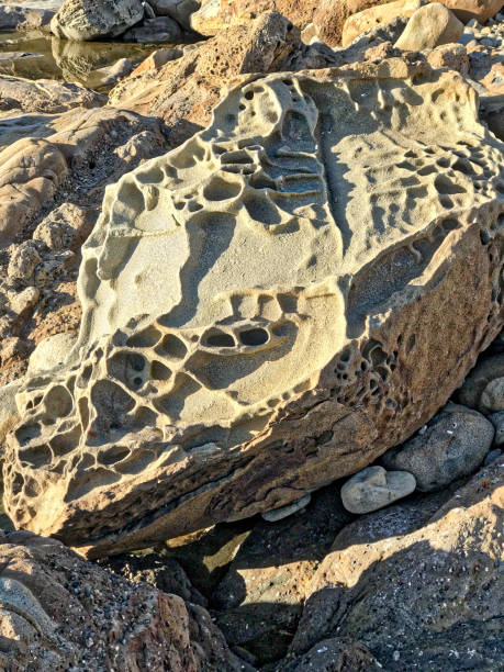 Tafoni rock in Coastal California Tafoni rock in Coastal California, Bean Hollow State Beach, USA bean hollow beach stock pictures, royalty-free photos & images