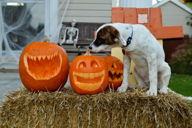 istock Mixed breed puppy smelling a jack o lantern on a front porch 1065626608