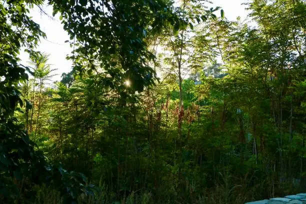 Captured the green wildness in Katw Mylos village