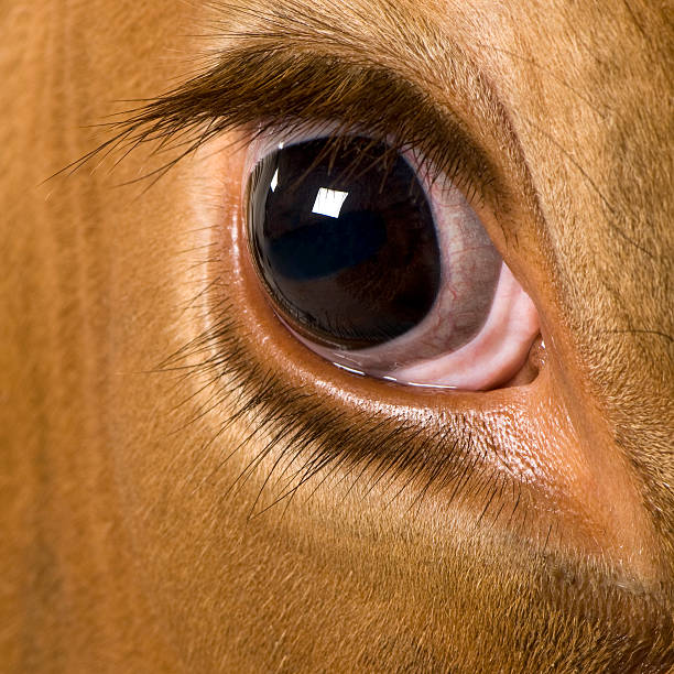 istock Holstein cow, looking at camera, close up on eye. 106562898