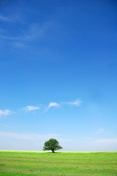 istock tree at green grass near field 106562926