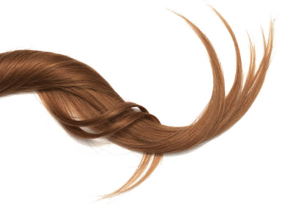 istock Brown hair isolated on white background. Long beautiful ponytail 1065630222