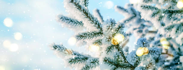 istock Blue Christmas Winter Background. Natural coniferous branches in hoarfrost with lights 1065630780
