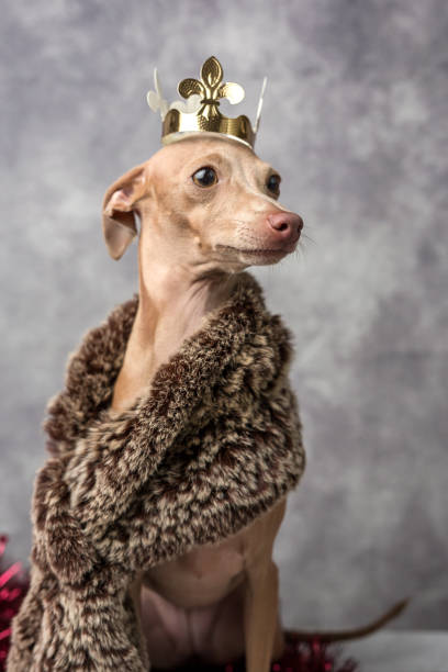 istock Funny dog dressed as a wizard king. Christmas 1065633226