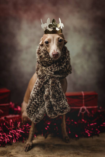 istock Funny dog dressed as a wizard king. Christmas 1065633260