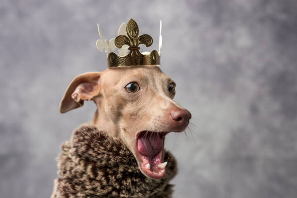 istock Funny dog dressed as a wizard king. Christmas 1065633284