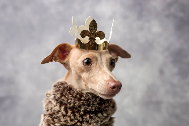 istock Dog with a Santa Claus hat 1065633290