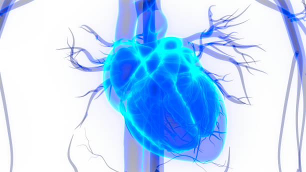 istock Human Heart Anatomy 1065634012