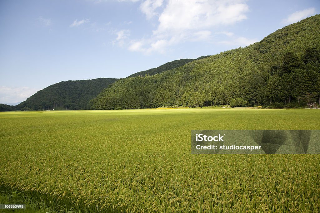 ライスフィールド福島県（日本�） - とげのあるのロイヤリティフリーストックフォト