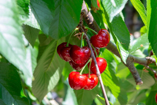 istock Organic sweet cherry ripening on cherry tree close up, sunny day 1065635628