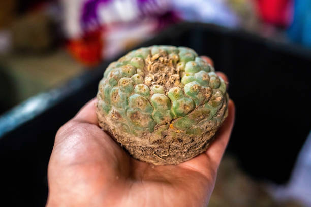 istock Peyote harvest cactus with mescaline inside it 1065635972