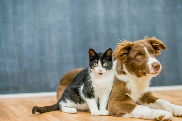 istock Cute cat and dog portrait 1065636064