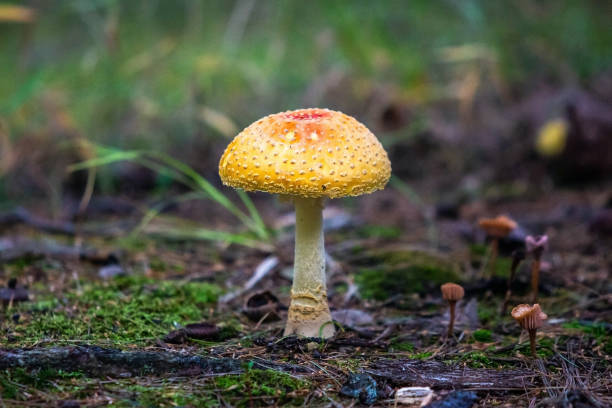 istock Forest Poisoning mushroom close up on ground 1065637238
